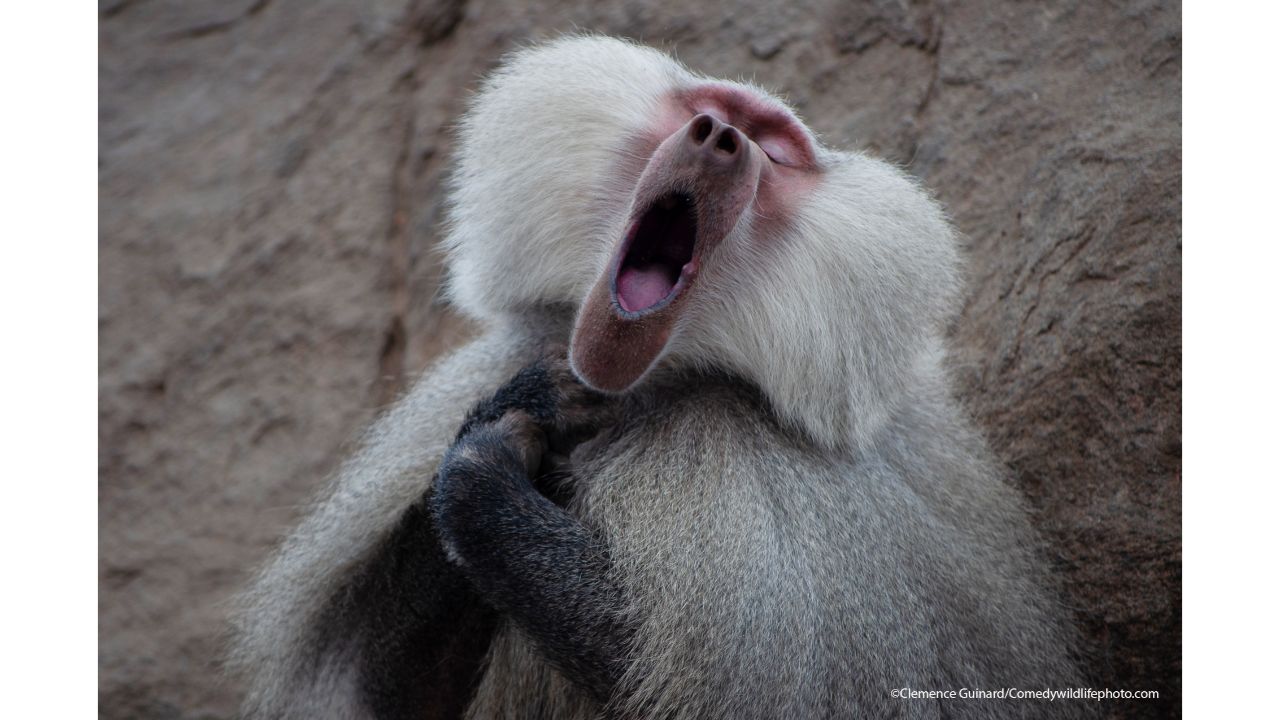 The Baboon who feels like a tenor. Credit: Clemence Guinard/Comedy Wildlife Photo Awards 2021