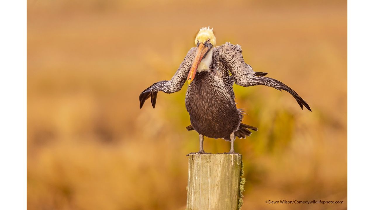 Shaking Off 2020. Credit: Dawn Wilson/Comedy Wildlife Photo Awards 2021