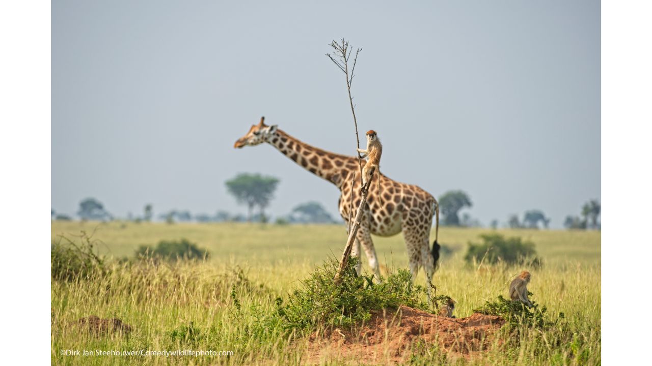Monkey riding a giraffe. Credit: Dirk-Jan Steehouwer/Comedy Wildlife Photo Awards 2021