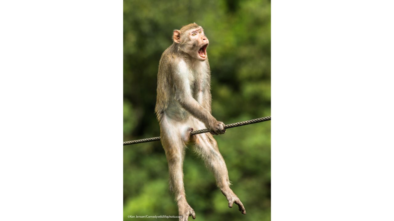 Ouch! Credit: Ken Jensen/Comedy Wildlife Photo Awards 2021