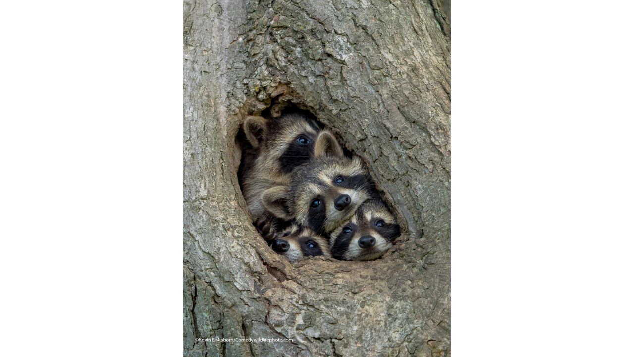 Quarantine Life. Credit: Kevin Biskaborn/Comedy Wildlife Photo Awards 2021