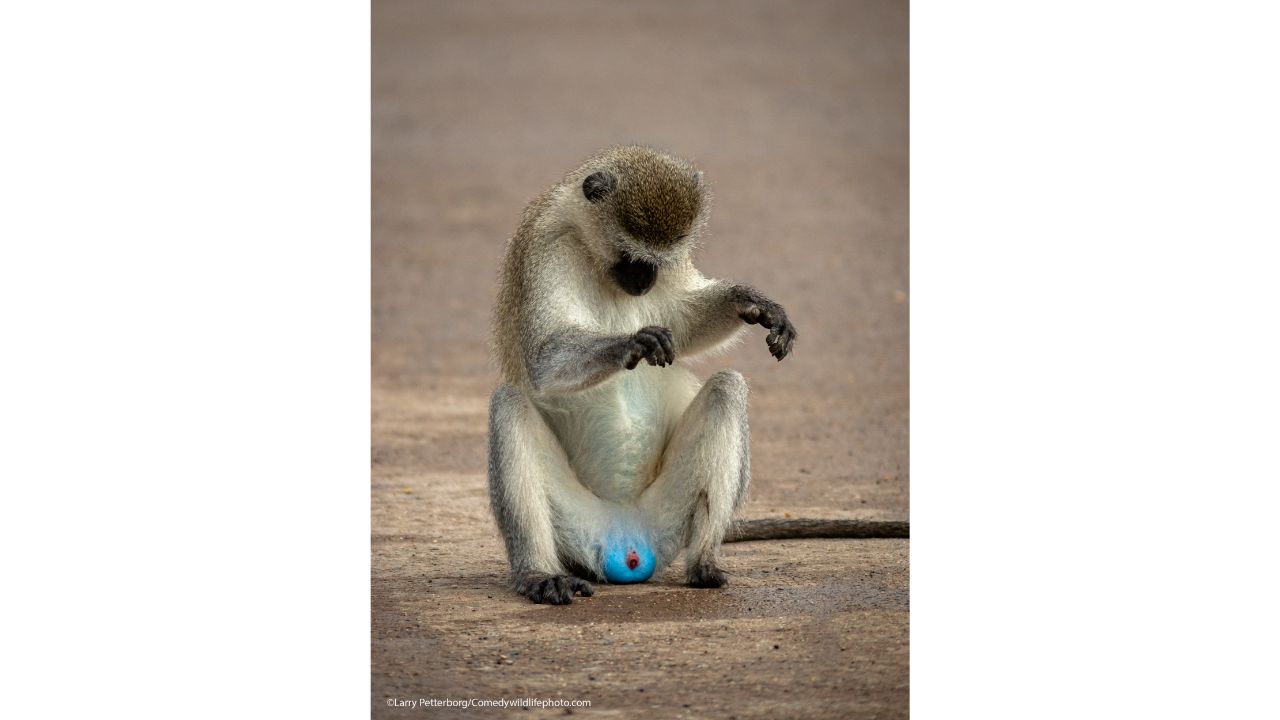 Just Checking. Credit: Larry Petterborg/Comedy Wildlife Photo Awards 2021
