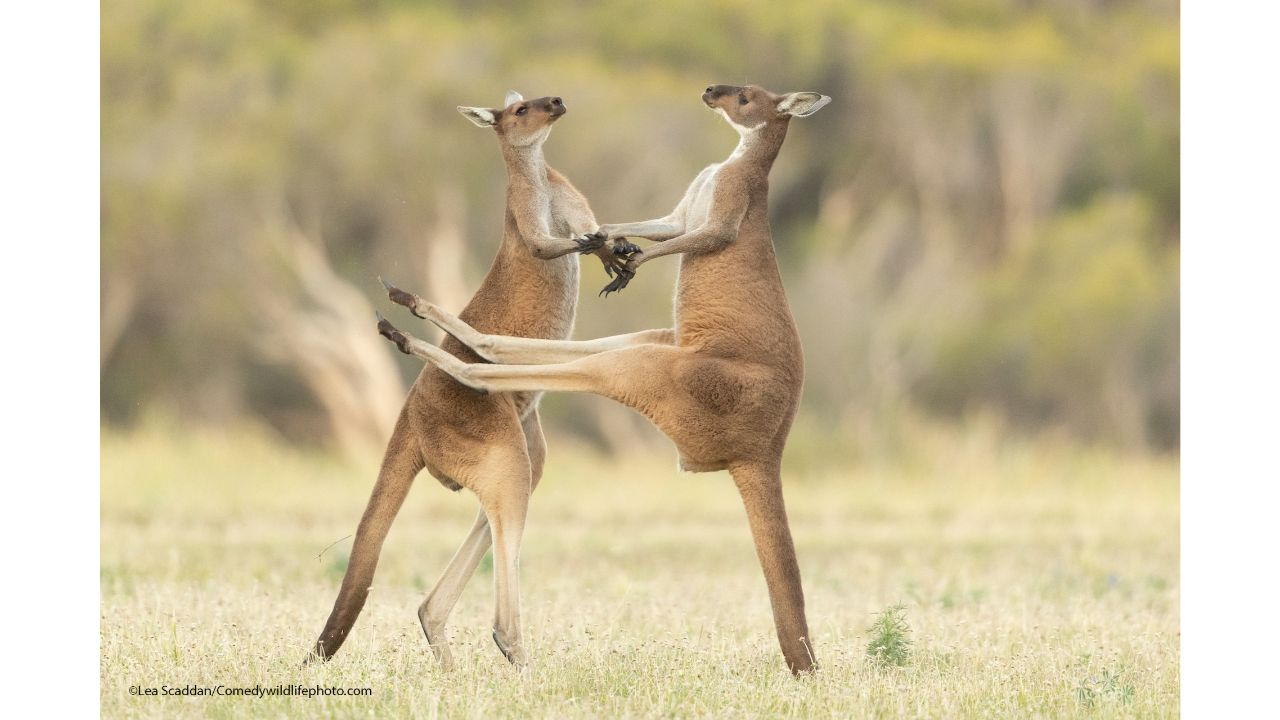 Missed. Credit: Lea Scaddan/Comedy Wildlife Photo Awards 2021
