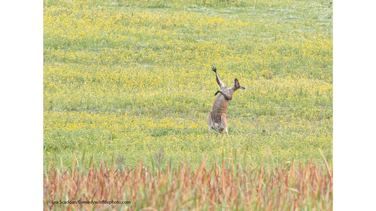 Operatic warm ups. Credit: Lea Scaddan/Comedy Wildlife Photo Awards 2021