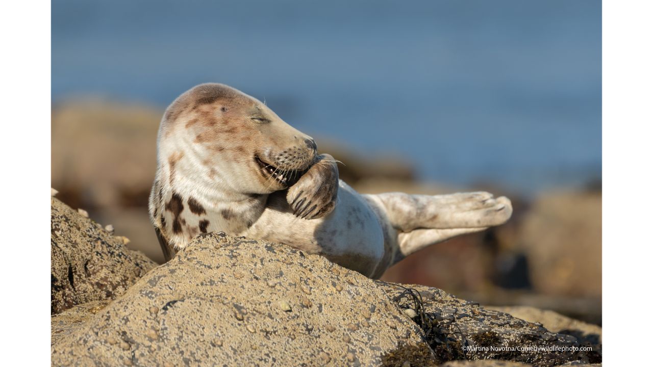 Mr. Giggles. Credit: Martina Novotna/Comedy Wildlife Photo Awards 2021