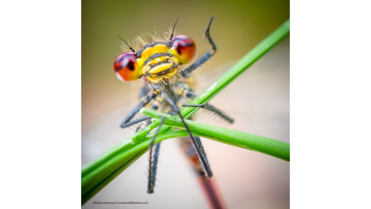 Welcome to Nature! Credit: Mattias Hammar/Comedy Wildlife Photo Awards 2021