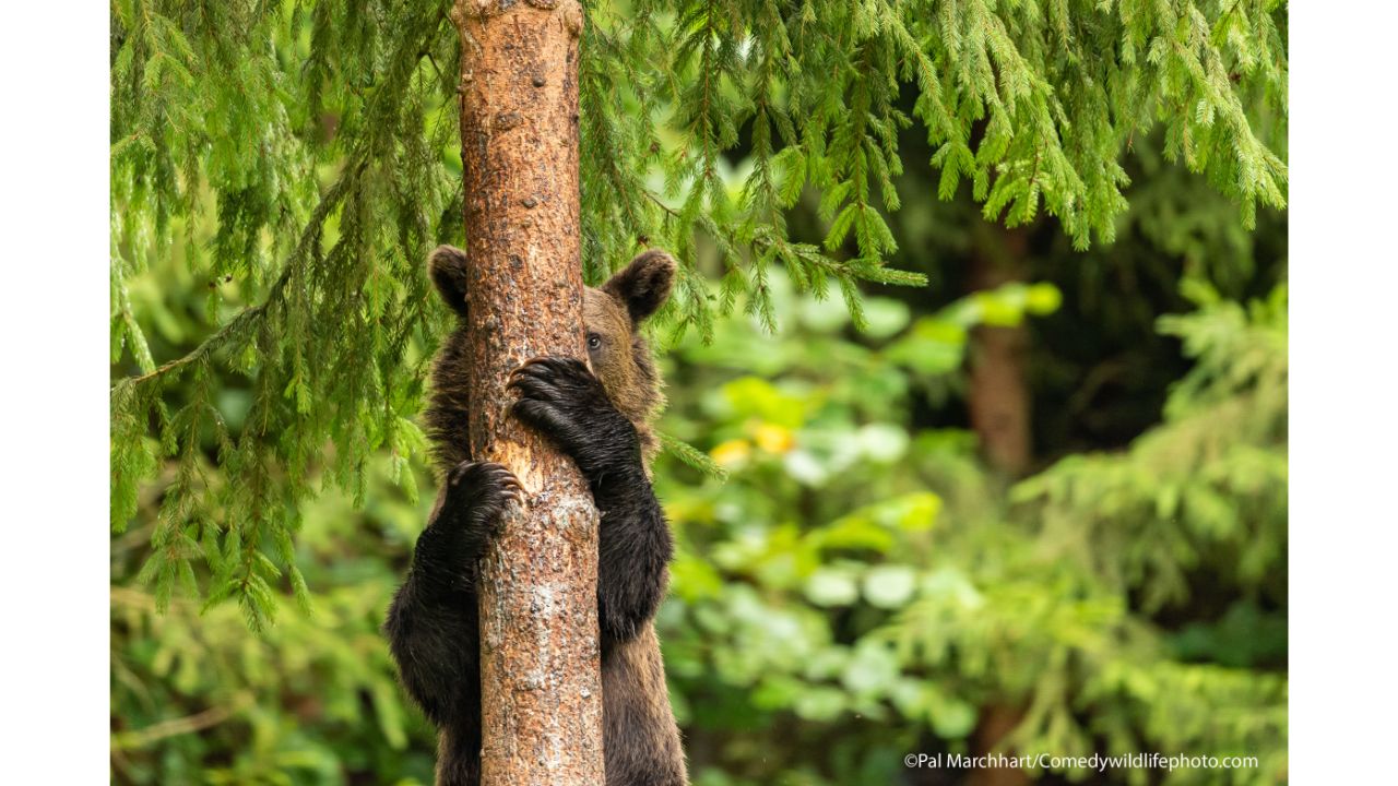Peek-a-boo. Credit: Pal Marchhart/Comedy Wildlife Photo Awards 2021