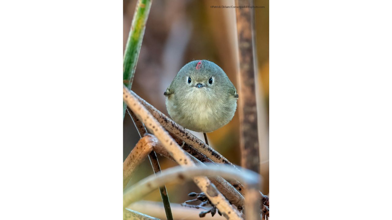 Did I say you could take my picture? Credit: Patrick Dirlam/Comedy Wildlife Photo Awards 2021