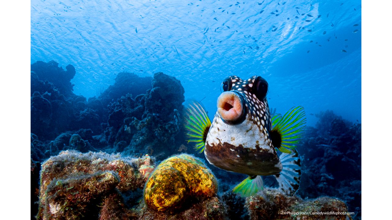 Sweet lips are for kissing! Credit: Philipp Stahr/Comedy Wildlife Photo Awards 2021