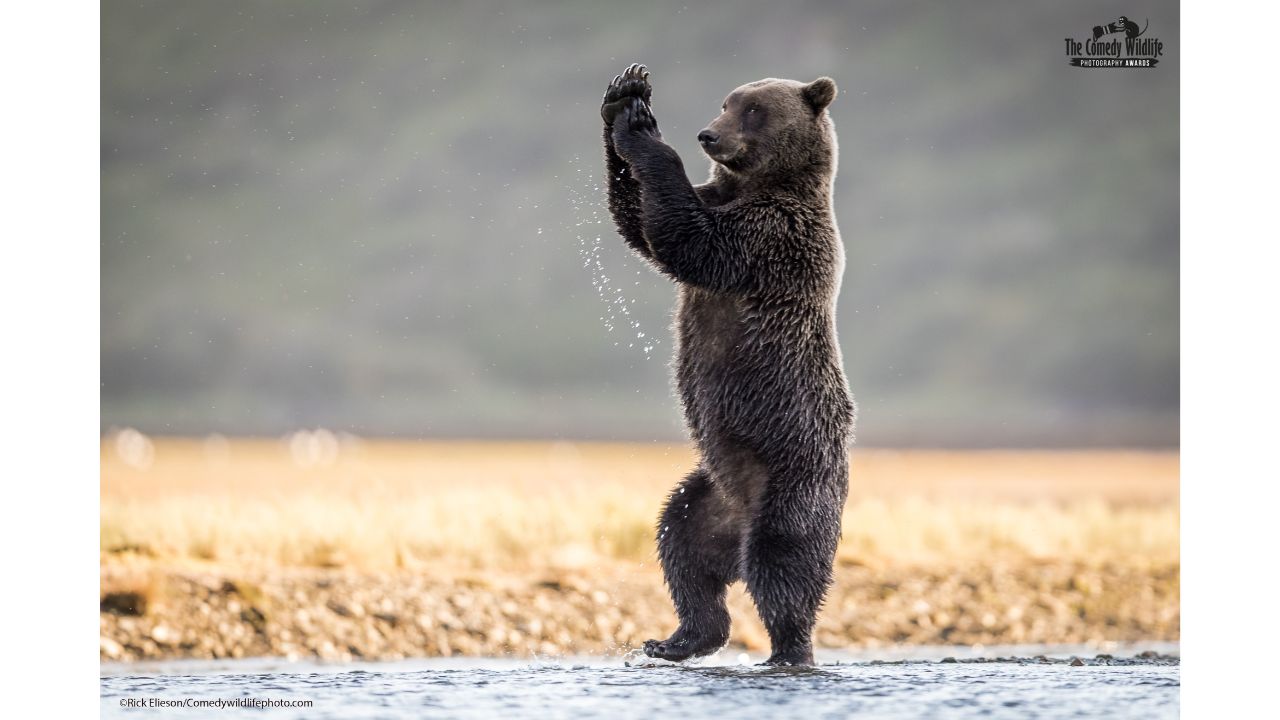 Cotton Eyed Joe. Credit: Rick Elieson/Comedy Wildlife Photo Awards 2021
