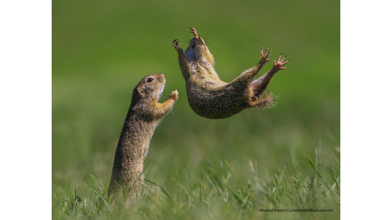 I got you. Credit: Roland Kranitz /Comedy Wildlife Photo Awards 2021