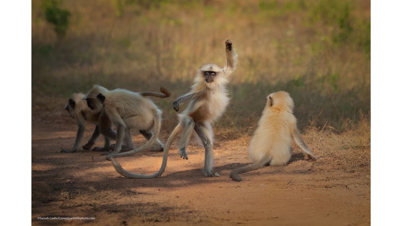 Dancing Away to Glory. Credit: Sarosh Lodhi/Comedy Wildlife Photo Awards 2021