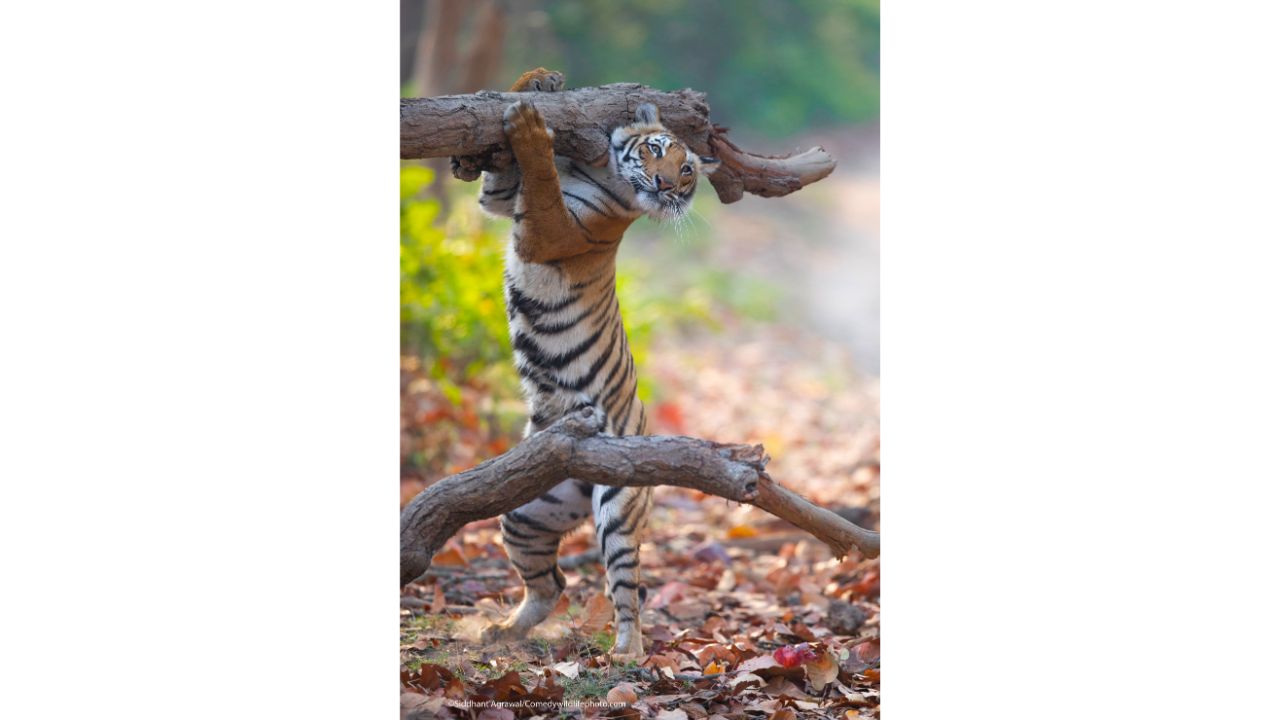 Smoked Deer for Dinner. Credit: Siddhant Agrawal/Comedy Wildlife Photo Awards 2021