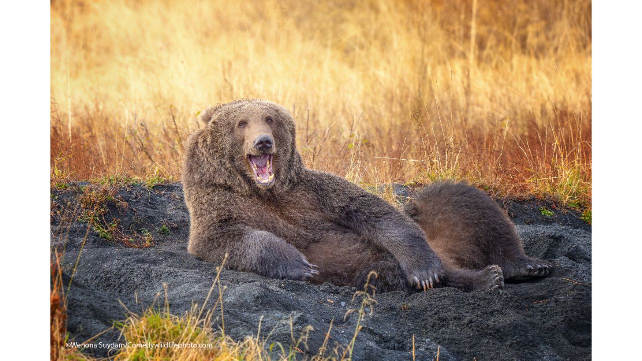 Draw me like one of your French Bears. Credit: Wenona Suydam/Comedy Wildlife Photo Awards 2021