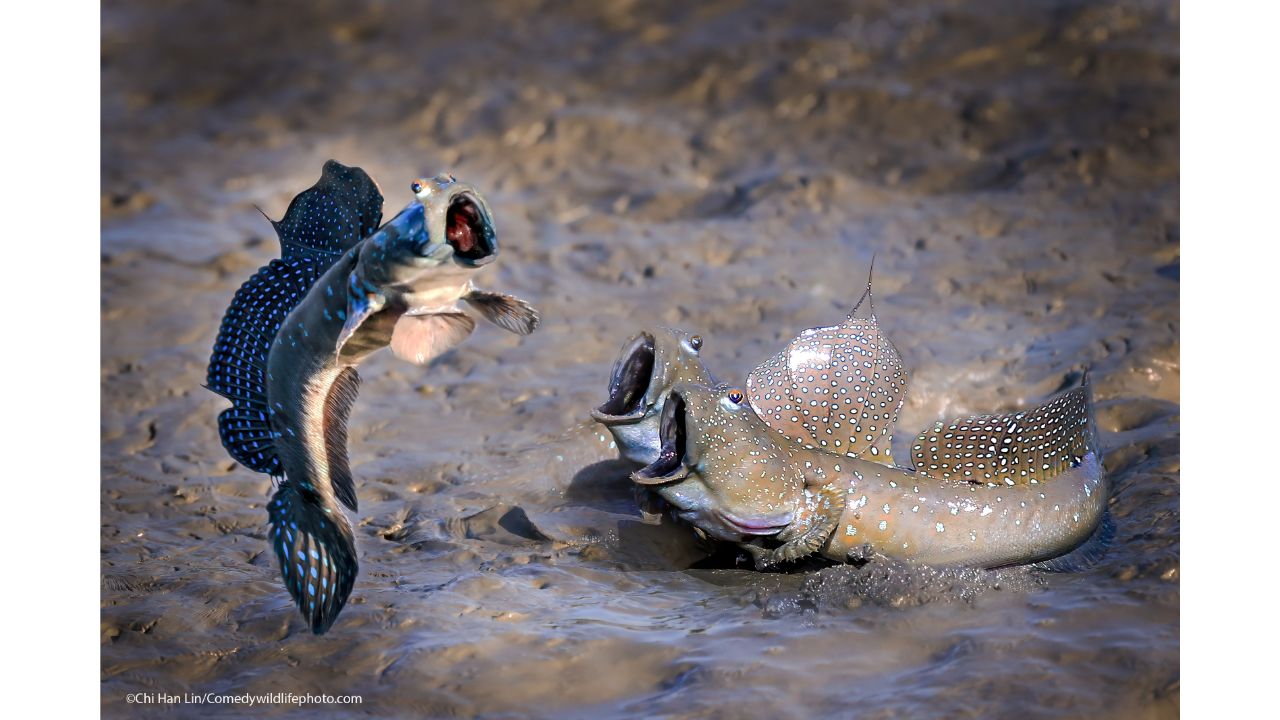 See who jumps high. Credit: Chu han lin/Comedy Wildlife Photo Awards 2021
