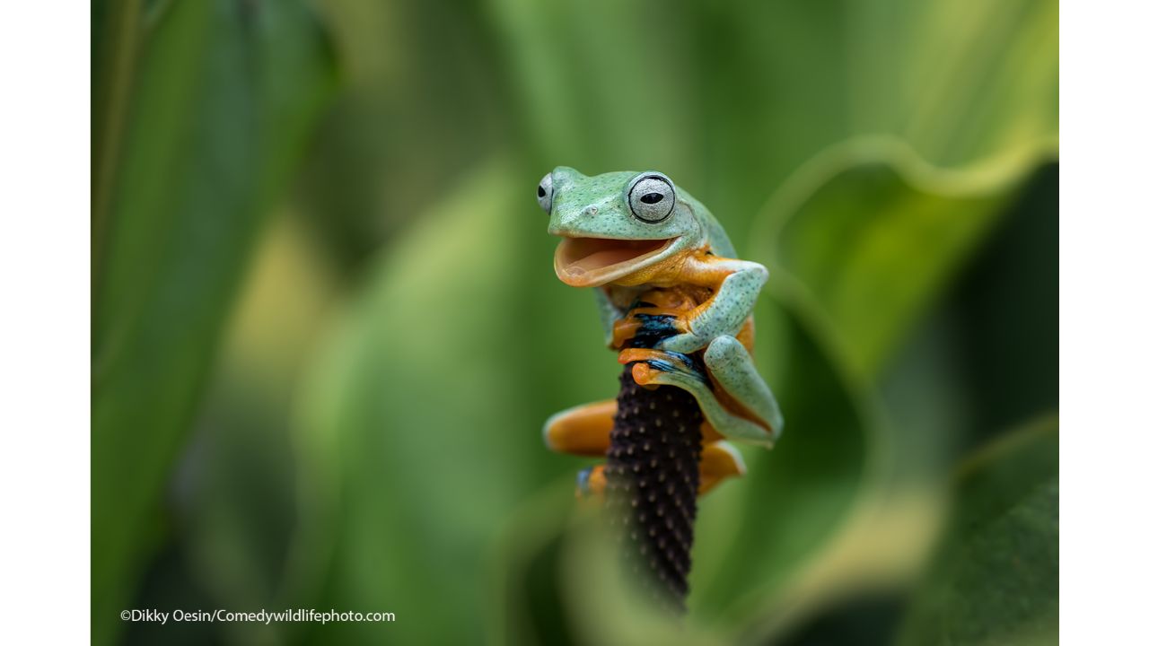 Yes, I did it. Credit: Dikky Oesin/Comedy Wildlife Photo Awards 2021