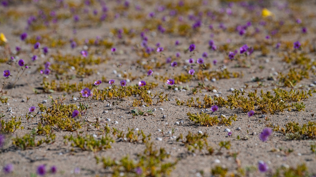 Dark to light purple flowers make them a visual delight for the passer-byers. Credit: AFP Photo