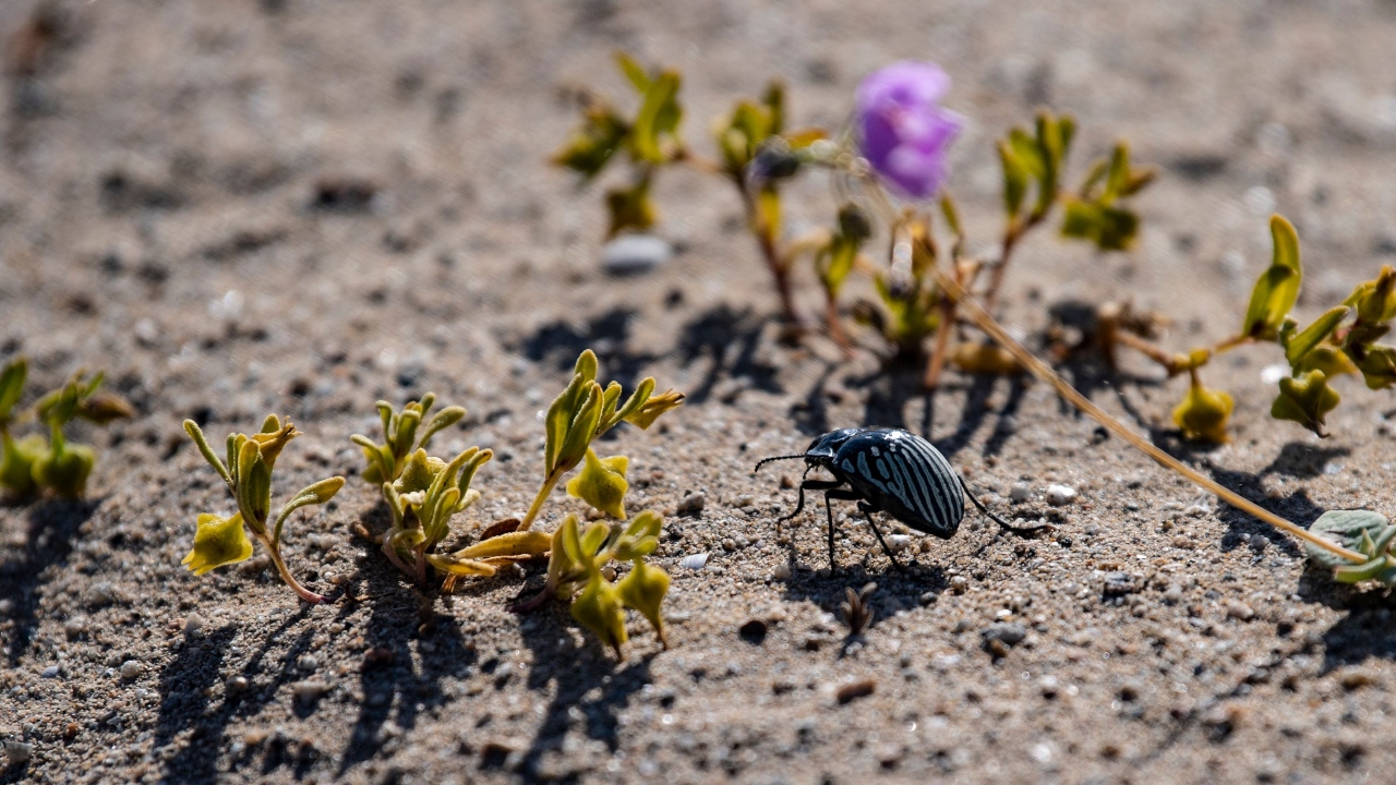 Flowers bloom on the Atacama desert in Chile. Credit: AFP Photo
