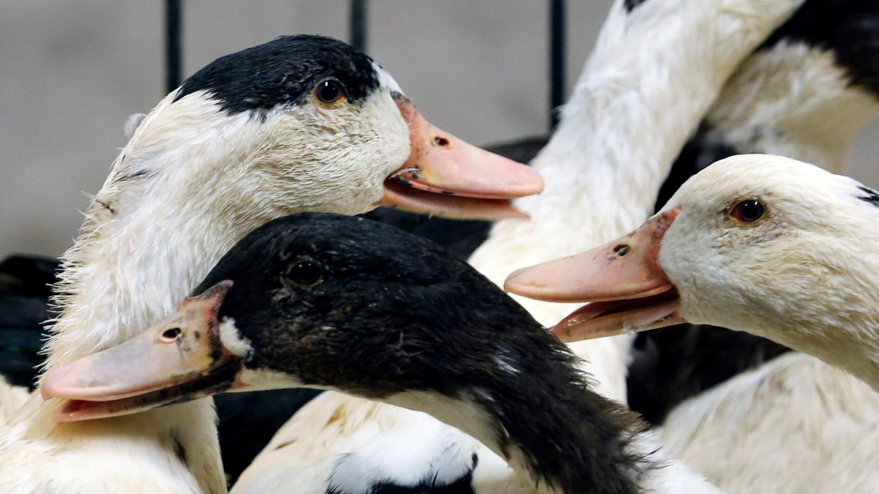 A news regarding how ducks can talk -- and they are quacking good impersonators made a lot of noise. Biologists said they can parrot human speech and even imitate the sound of a door closing. Credit: Reuters Photo
