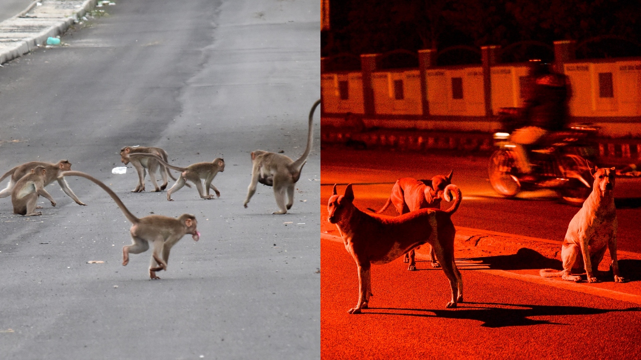 Maharashtra's Beed district reported a rare case of a 'gang war' between a group of monkeys and dogs. It was reported that the monkeys were allegedly throwing puppies off from high trees and buildings to avenge the death of an infant monkey that was mauled by a few stray dogs in the area. Even 2 monkeys involved in the killing were captured by a Nagpur Forest Dept team. Credit: DH Photo