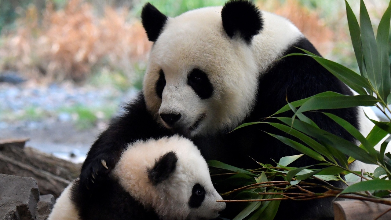 French male pride swelled at news that the world's most romantic panda -- who is naturally French -- had managed to couple eight times in one day with his new lover. Pandas are not known for their stamina during love-making, but keepers at Beauval zoo said sparks flew when Yuan Zi got up close and personal with his young Chinese mate Huan Huan. Credit: AFP Photo