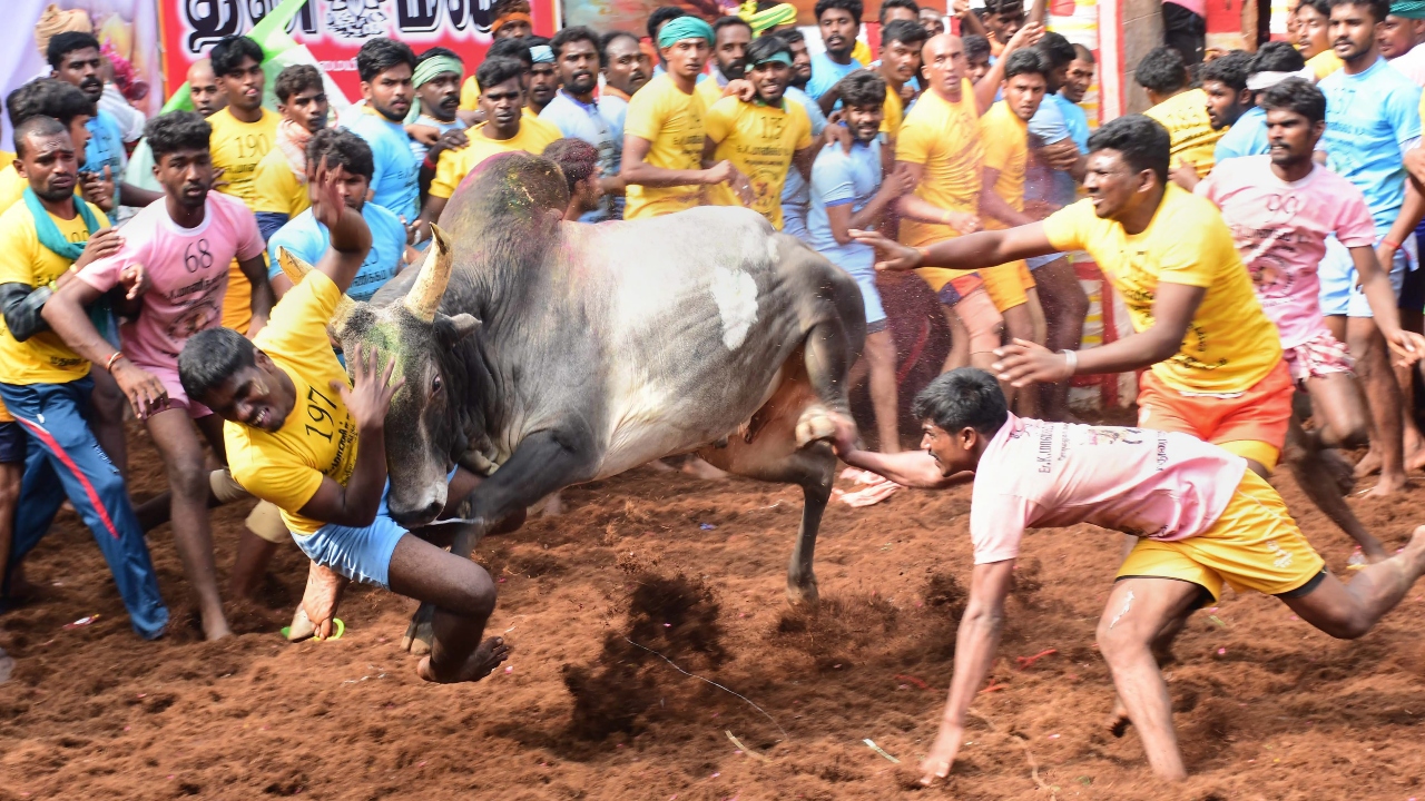 SC to consider listing pleas for review of verdict upholding validity of 'Jallikattu' law