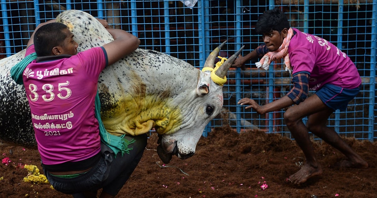 News 18 Assam amends animal cruelty Act to allow buffalo fight, PETA India calls it ‘regressive’