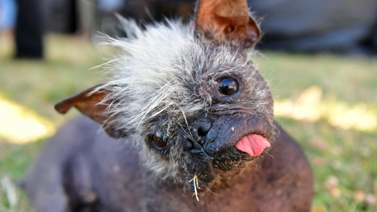 At the shelter Benally said that she was told about an older dog with health problems, a creature that
