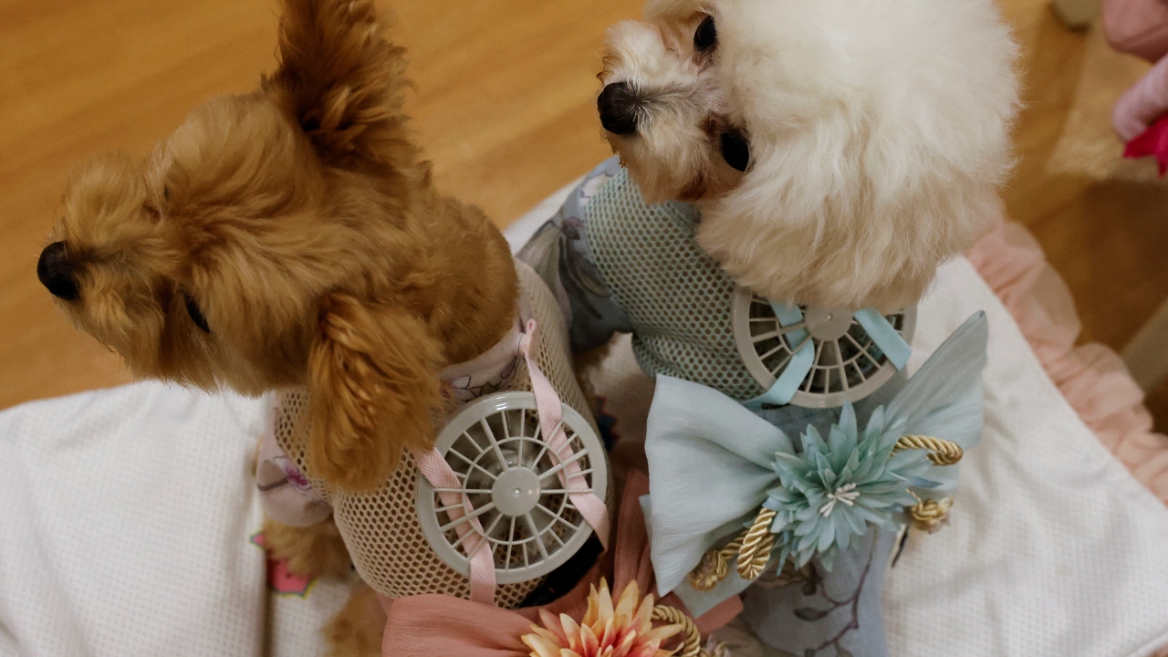 Amid the scorching summer heat in Japan, a Tokyo clothing maker has joined hands with veterinarians and has come up with a unique idea to keep pets cool. Credit: Reuters Photo