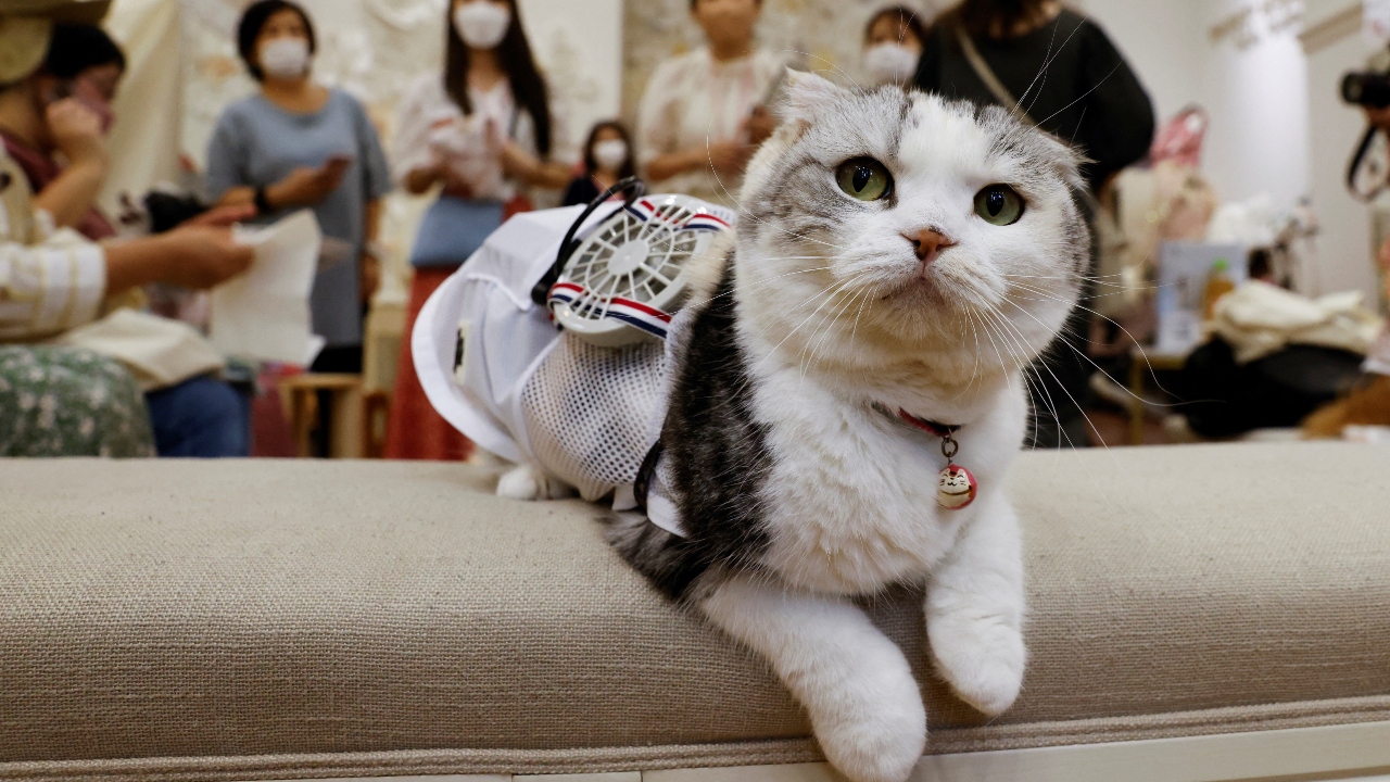 They have come up with a wearable fan for pets that will provide much-needed relief from the scorching heat. Credit: Reuters Photo