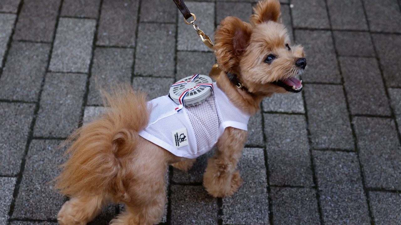 Rei Uzawa, president of maternity clothing maker Sweet Mommy, says she was motivated to create it after seeing her own pet chihuahua exhausted every time it was taken out for a walk in the scorching summer heat. Credit: Reuters Photo