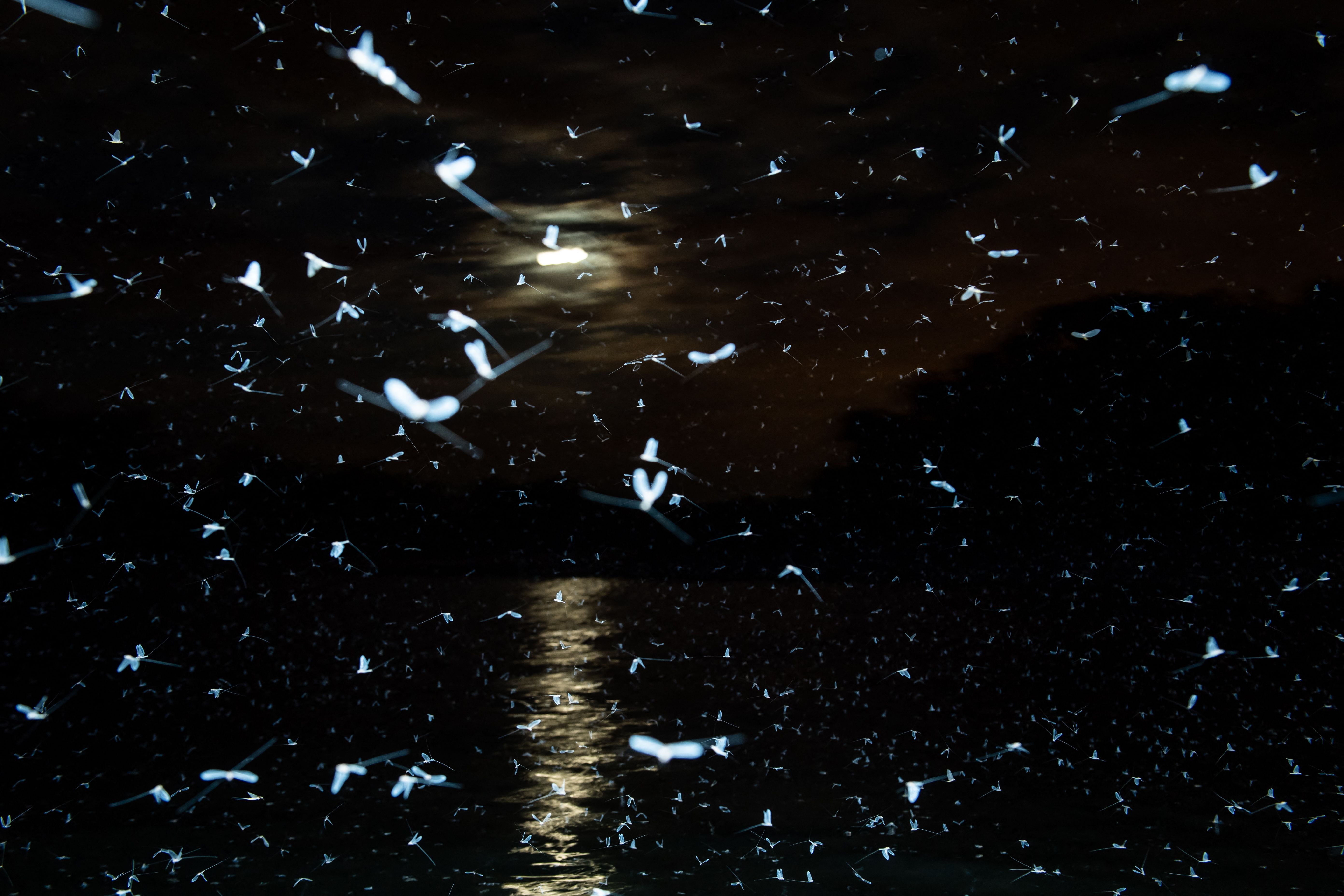 A swarm of mayflies (Ephoron virgo - Ephemeroptera of the Polymitarcyidae family) fly over the surface of the river Danube after sunset in Szentendre, north of Budapest, Hungary. Credit: AFP Photo