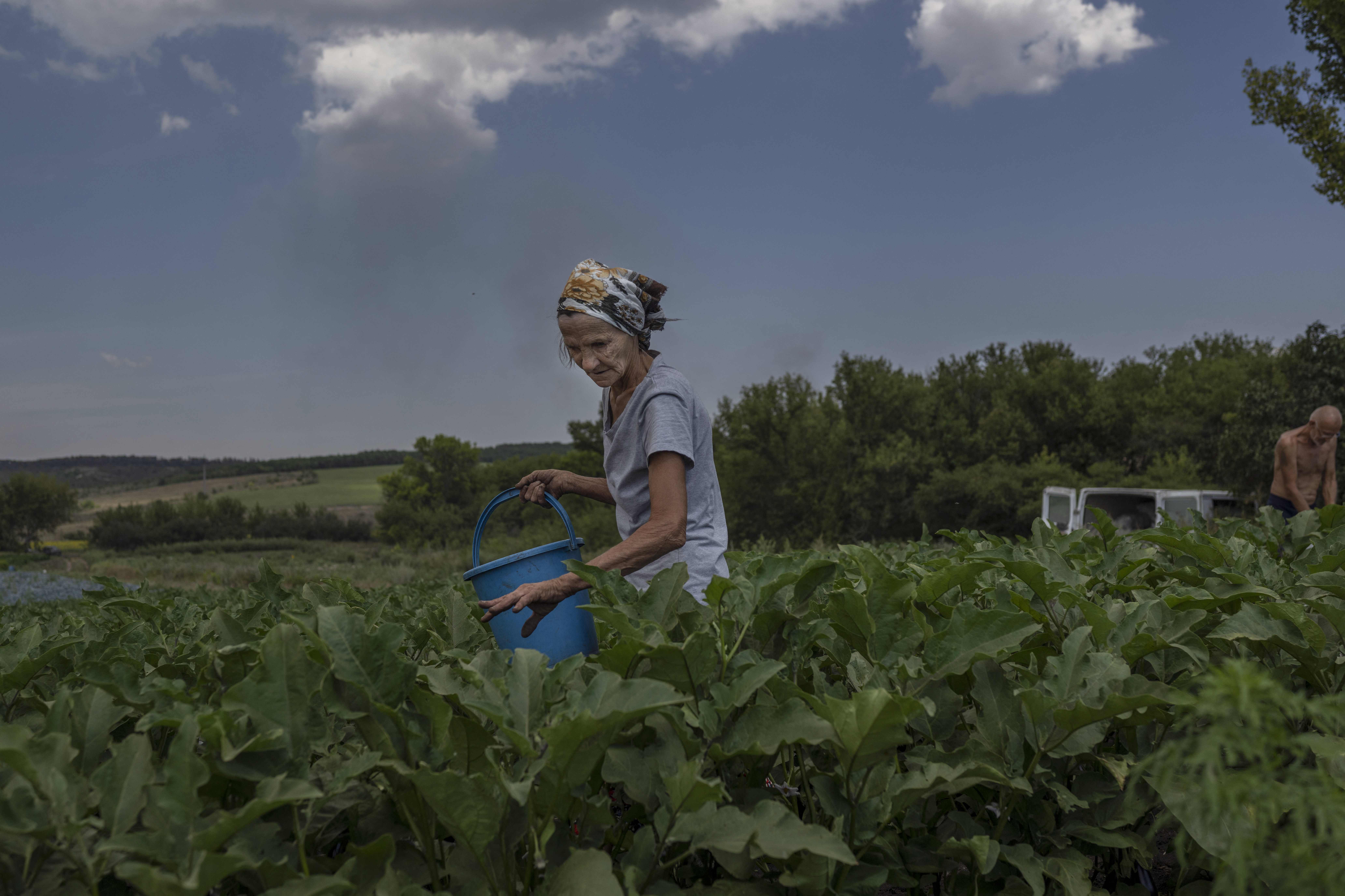 Farmers are at work to collect aubergines some kilometers away from the frontline in Donbass region. Credit: AFP Photo