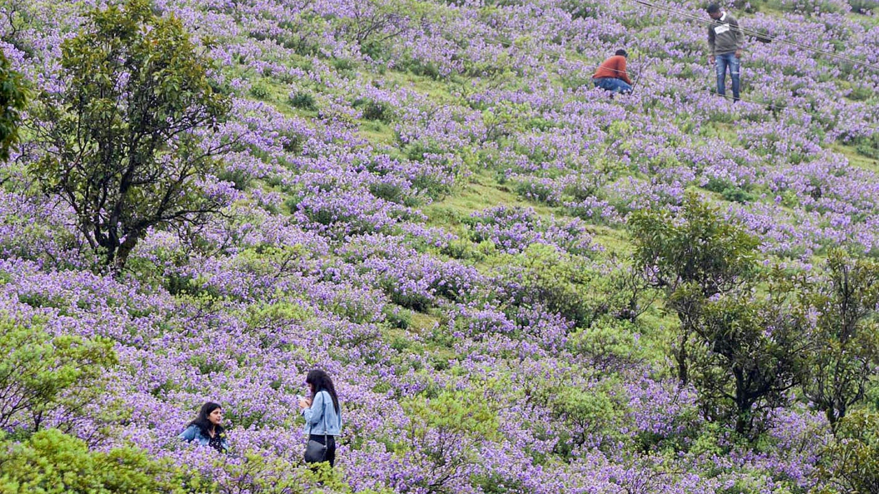 Neelakurinji is the famed shrub found in the Western Ghats, covering the slopes of Kerala, Karnataka, Tamil Nadu and Kerala. Credit: PTI Photo