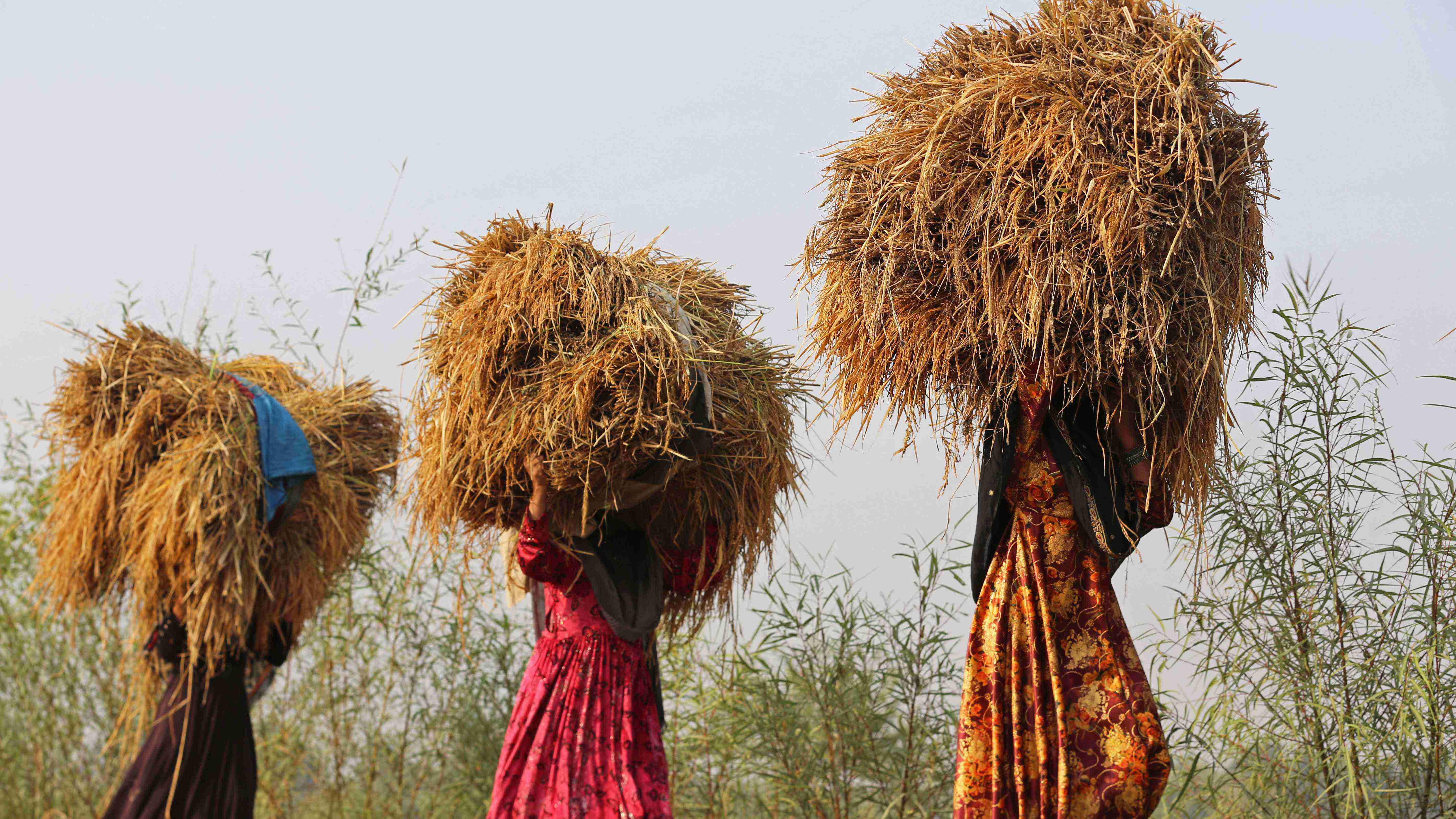 Afghan farmers harvest rice in a field in Qarghayi district of Laghman province on October 31, 2022. Credit: AFP Photo