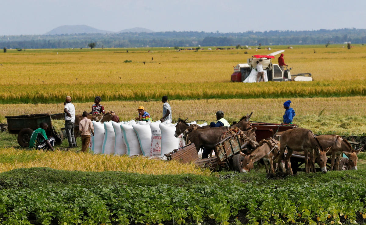 Farmers prepare to transport bags of rice following a poor harvest due to the effects of the worsening drought due to failed rain seasons, in Mwea. Credit: Reuters Photo