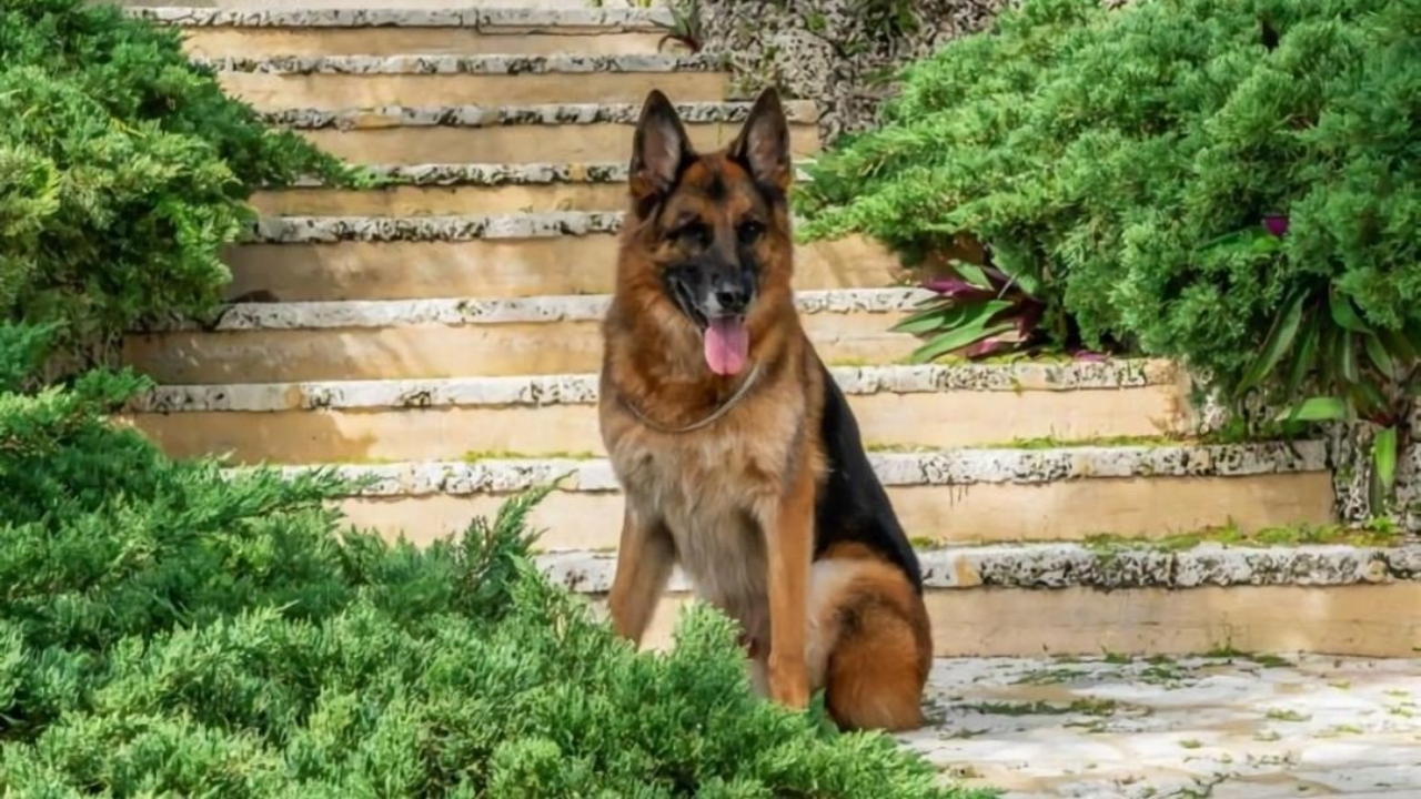 The world's richest animal is a German Shepherd from Germany who is known as Gunther VI. He is the world’s richest pet with a net worth of $500 million. His fortune changed after his grandfather, Gunther III, inherited $80 million when a German countess died and left her entire estate to her beloved pooch. Credit: Instagram/@caraotadigital