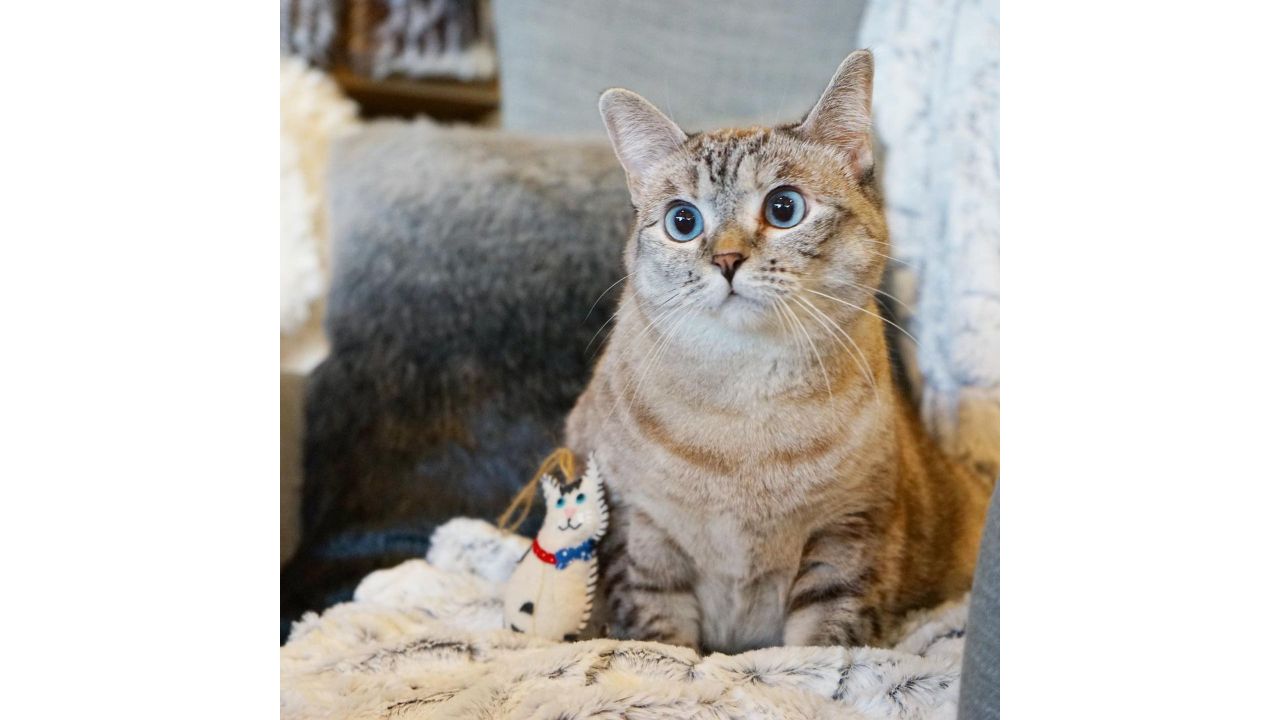 Second on the list is Nala Cat, owner of premium cat food, with a net worth of $100 million. Credit: Instagram/@nala_cat