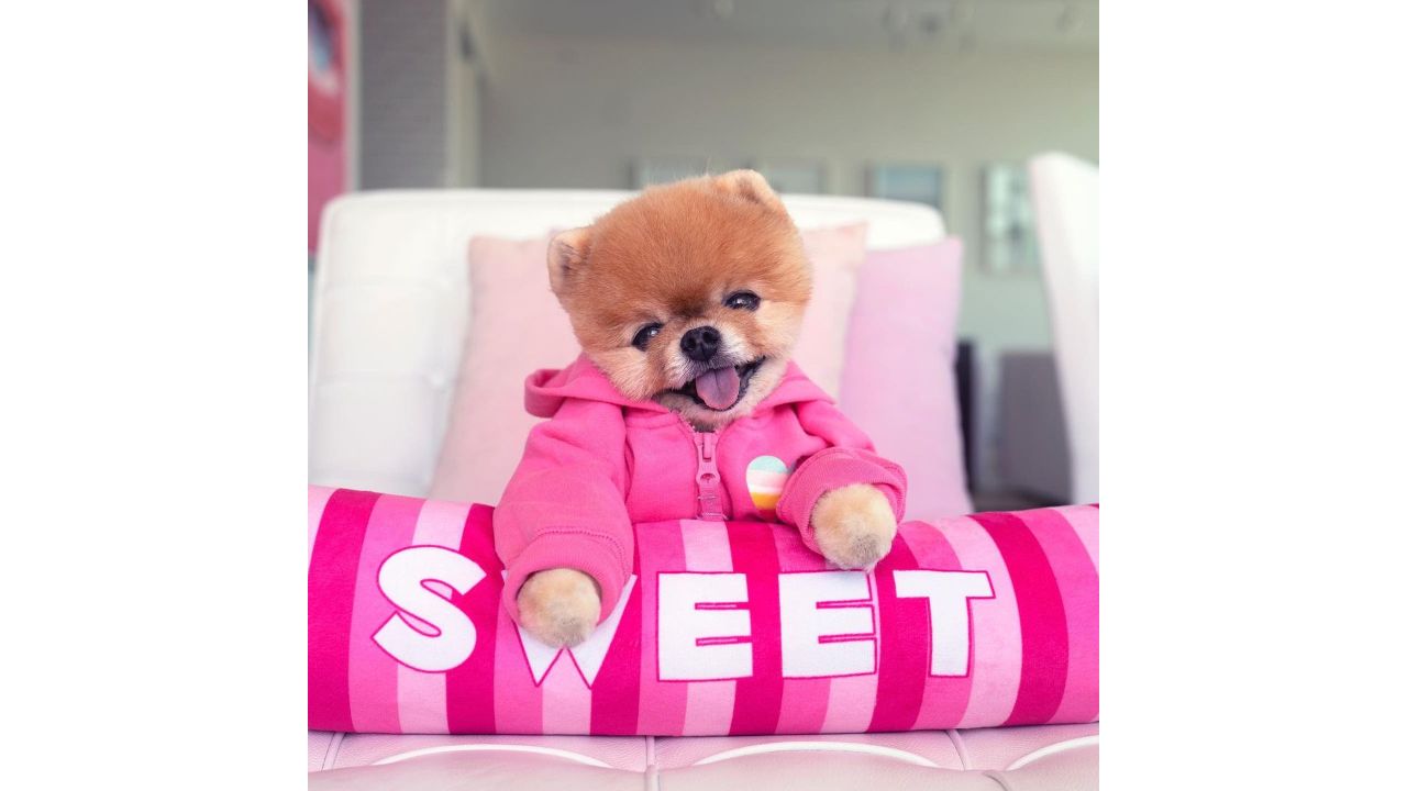 The fifth spot has been taken by a Pomeranian dog called 'Jiffpom' who has a $25 million networth and a staggering Instagram following of 9.5 million. Credit: Instagram/@jiffpom