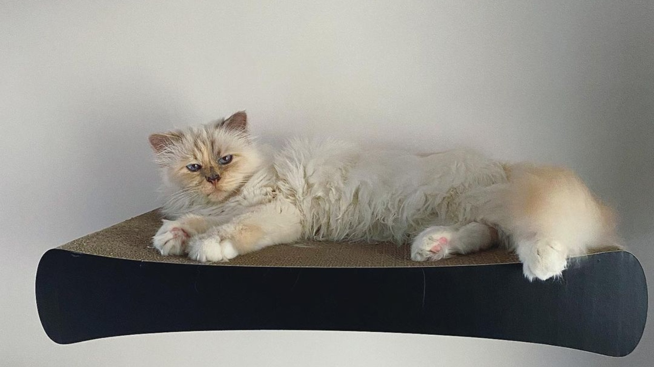 Choupette, Karl Lagerfeld's housekeeper pet, ranks sixth on the list with $13 million net worth. Credit: Instagram/@choupetteofficiel
