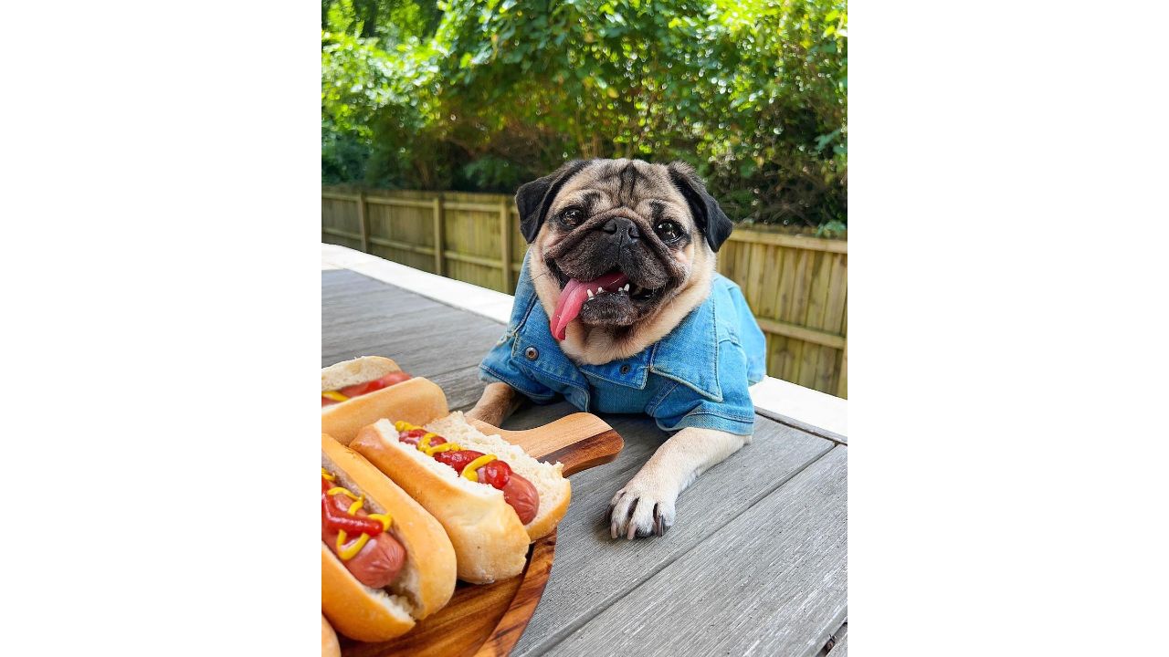 With $1.5 million net worth, Doug the Pug is the eighth richest pet in the world. Credit: Instagram/@itsdougthepug