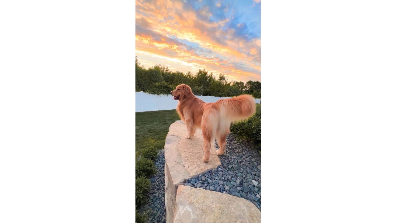 Courtney Budzyn's pet Tucker was positioned ninth on the list with an estimated net worth of $1.5 million. Credit: Instagram/@tuckerbudzyn