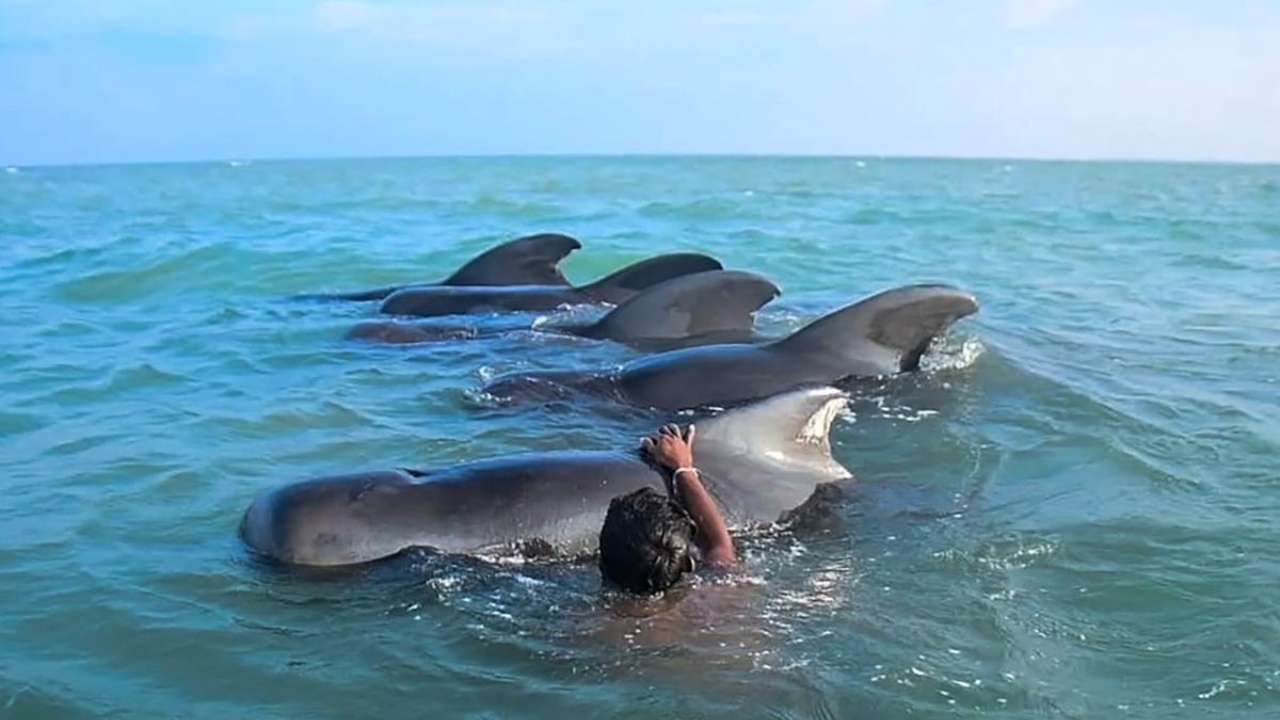 A Sri Lankan fisherman tries to push back stranded pilot whales into the deep water in the northwestern coast of Kudawa on February 11, 2023. Credit: AFP Photo