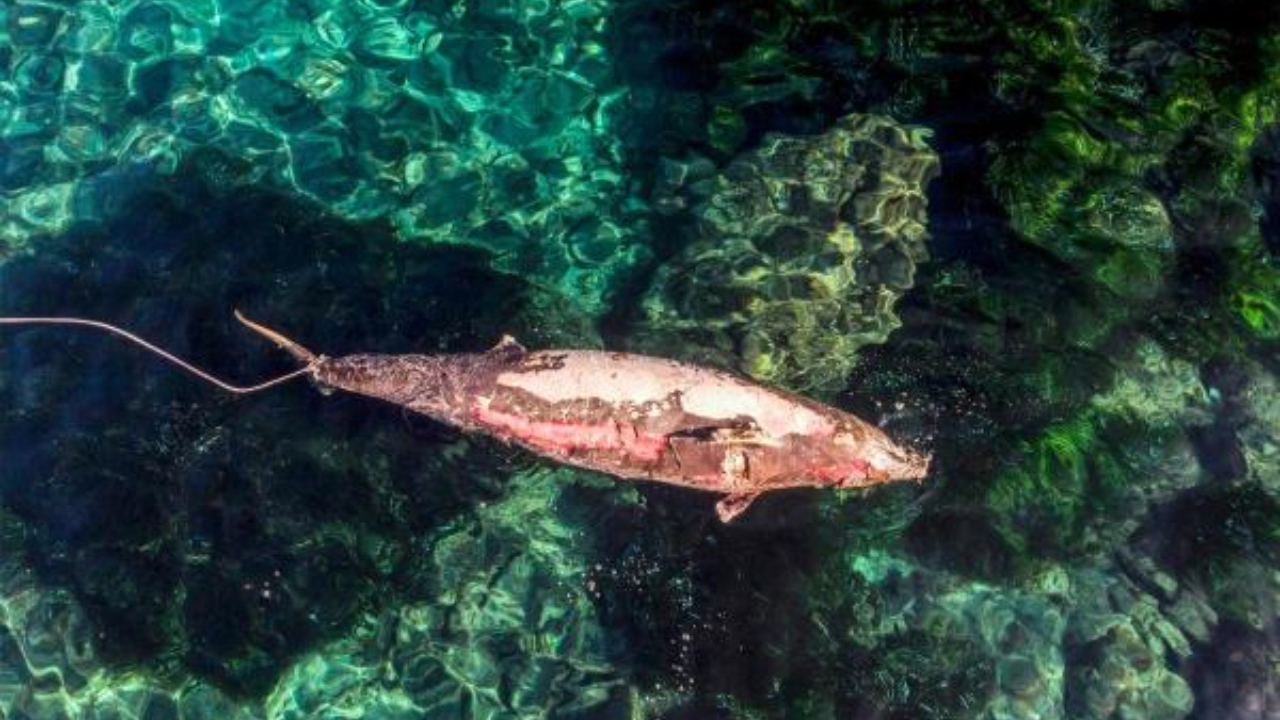This aerial view shows the rescue of the body of one of several dead goose-beaked whales. Credit: AFP Photo