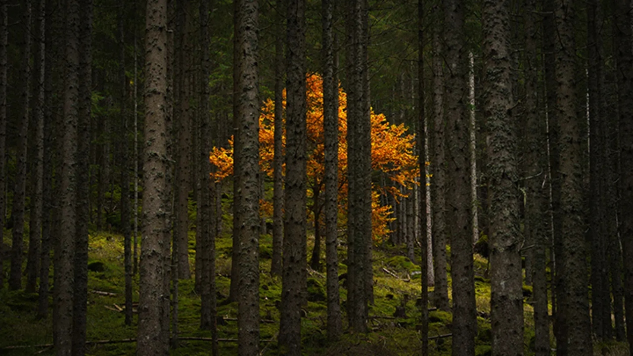 Honorable Mention: On a road trip through the Austrian Alps, photographer Alex Berger spotted this golden tree blooming from between the trunks. Credit: Alex Berger