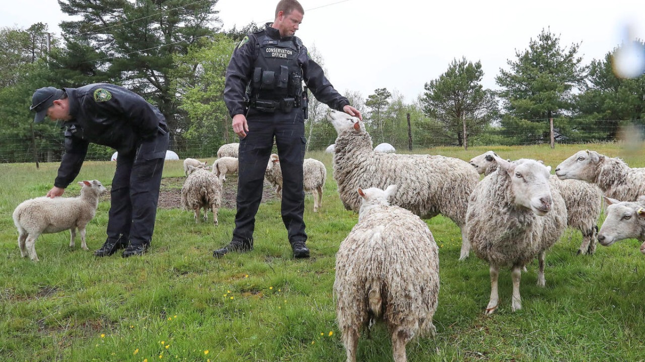 Department of Natural Resources and Renewables wildlife conservation officers Devon Wadden of Roseway and Tim Locke of Birchtown keep an eye on sheep while SPCA officers feed the flock during wildfire evacuations in Shelburne County, Nova Scotia, Canada June 3, 2023.  Credit: Reuters Photo