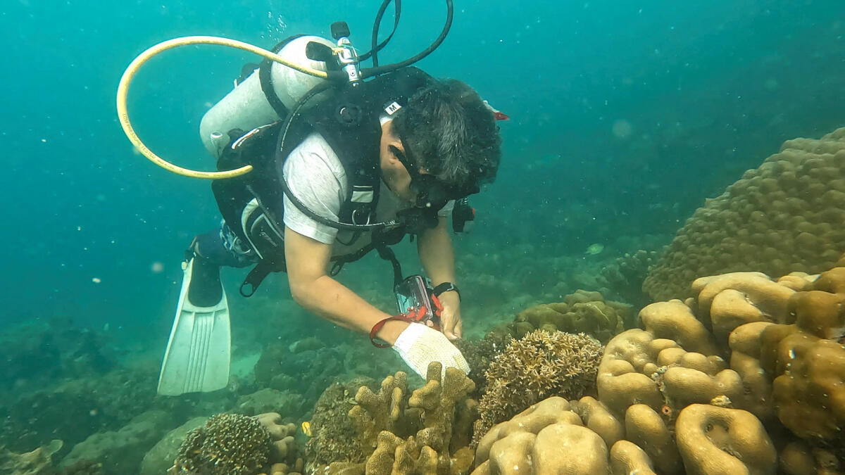 Scientist and lecturer Syafyudin Yusuf, 54, dives as he investigates coral in the waters of Badi Island. Credit: Reuters Photo