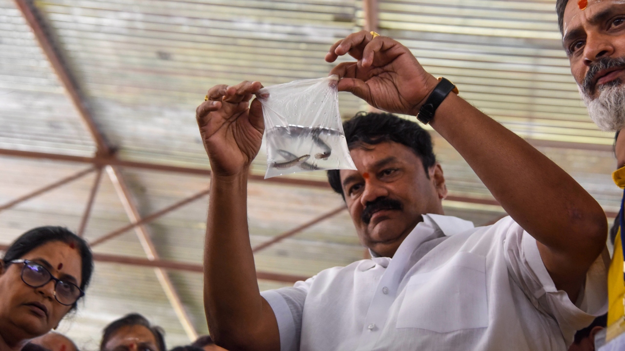 After a three-year hiatus, 'fish prasadam' distribution or 'fish medicine camp' returned to its pre-pandemic glory on June 9. Credit: PTI Photo