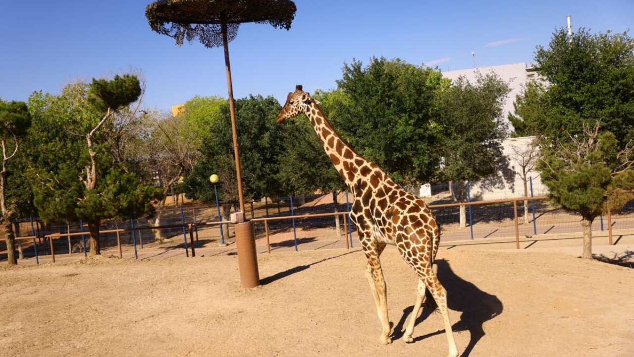 Ciudad Juarez's mascot 'Benito' giraffe stands at the Parque Central during high temperatures in Ciudad Juarez, Mexico June 14, 2023. Credit: Reuters Photo