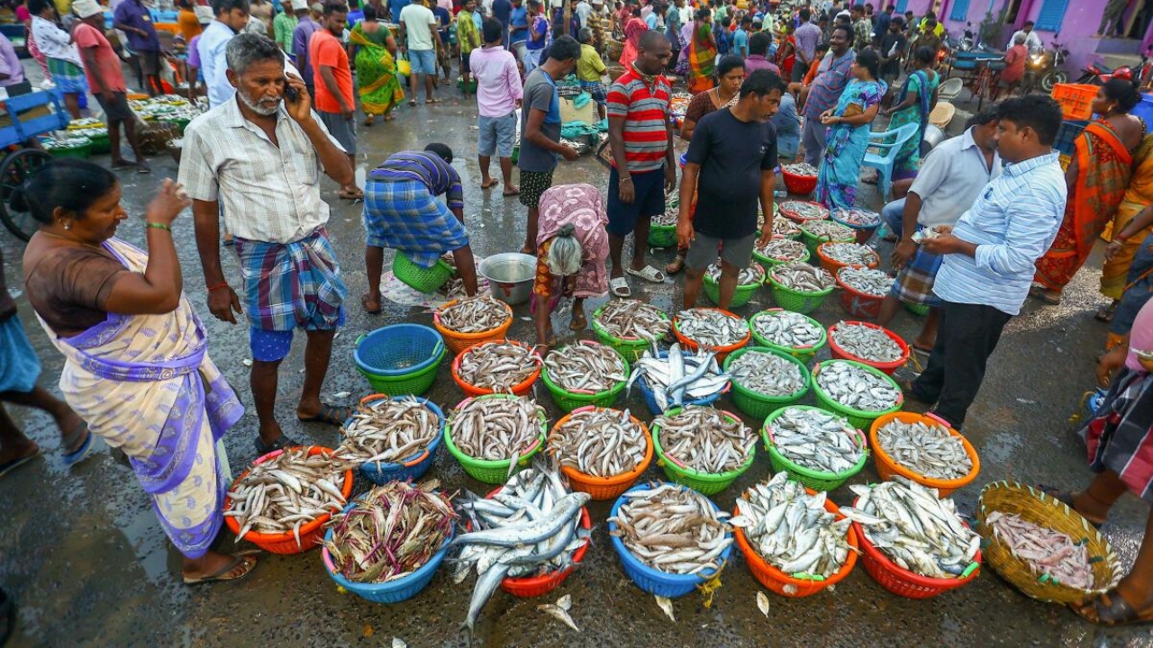 Chennai: Fishermen return after catching fishes in the Bay of Bengal following the end of the fishing ban, at the Kasimedu fishing harbour, in Chennai, Sunday, June 18, 2023. Credit: PTI Photo)